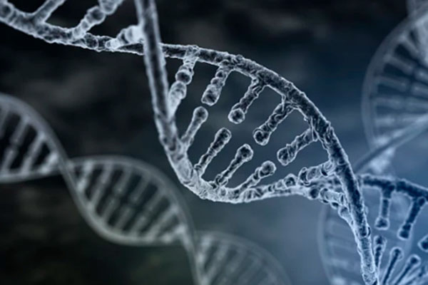 无创DNA为什么要男方检测呢